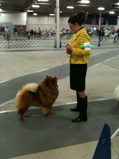 We went to a few shows this last time out. It seems that I really have the knack for show life. Jan and I always keep our composure in the ring. We went to a few shows this last time out. It seems that I really have the knack for show life. Jan and I always keep our composure in the ring.