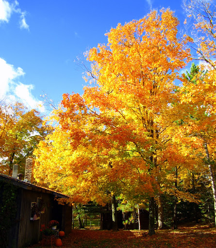 Maple near the Boy's room cabin