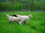 Spring lambs