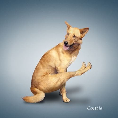 [Yoga-dogs-5%255B3%255D.jpg]