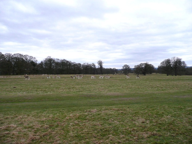 Attingham park