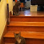 cats_chance_2011_06_10_02.jpg