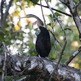 Oriental Darter