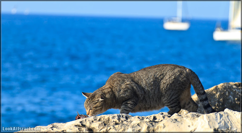 Тель Авивский морской кот (foto il  фото тель авив моря и океаны братья наши  20111216 ta sea cat 008 3221)