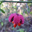 American strawberry bush