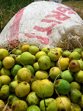 A bag of marula fruits. This year, some trucks kept coming by collecting them from our village and surrounding villages and I heard they paid anywhere from R20 (about $2.50) to R50 (about $6) per bag. They probably bought them to take to a factory for making marula jam or juice. Other people in our village just made marula beer ("vukanyi") with them. South Africa - 319.jpg