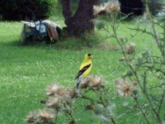 Goldfinch through sunroom window