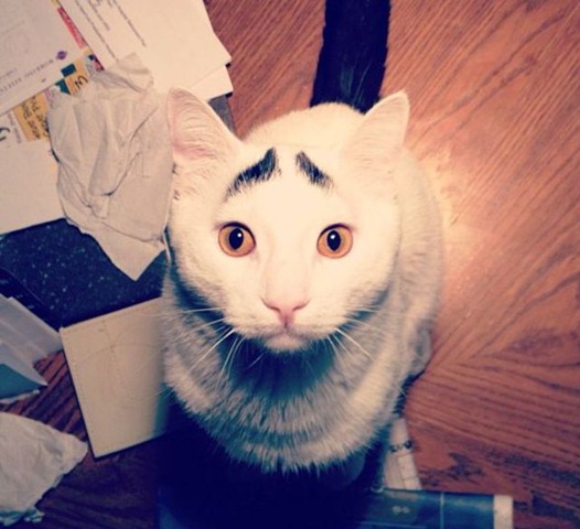 [white-cat-eyebrows-25%255B2%255D.jpg]