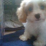 Truman