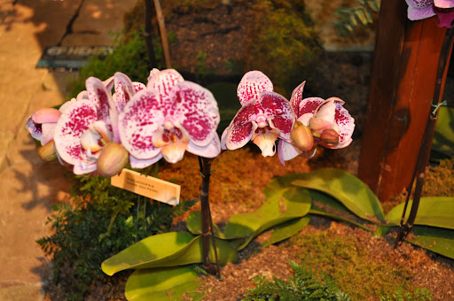 Orchids!