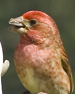 [Purple%2520Finch%2520Coquille%2520Elks%25205-10-11_5%255B2%255D.jpg]