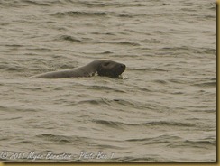 Gray Seal MSB_7605 NIKON D300S June 12, 2011 Gray Seal MSB_7605 NIKON D300S June 12, 2011