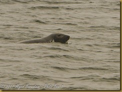 Gray Seal MSB_7605 NIKON D300S June 12, 2011