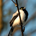 Magpie tanager