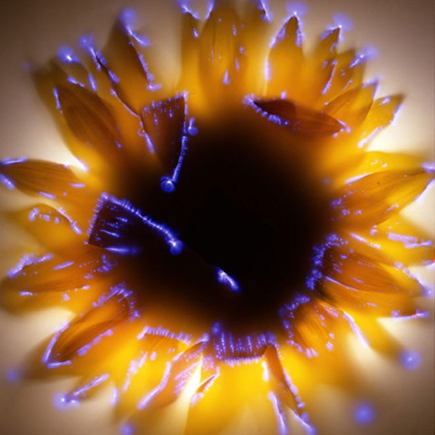 Kirlian-photography-12