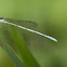 White Dartlet