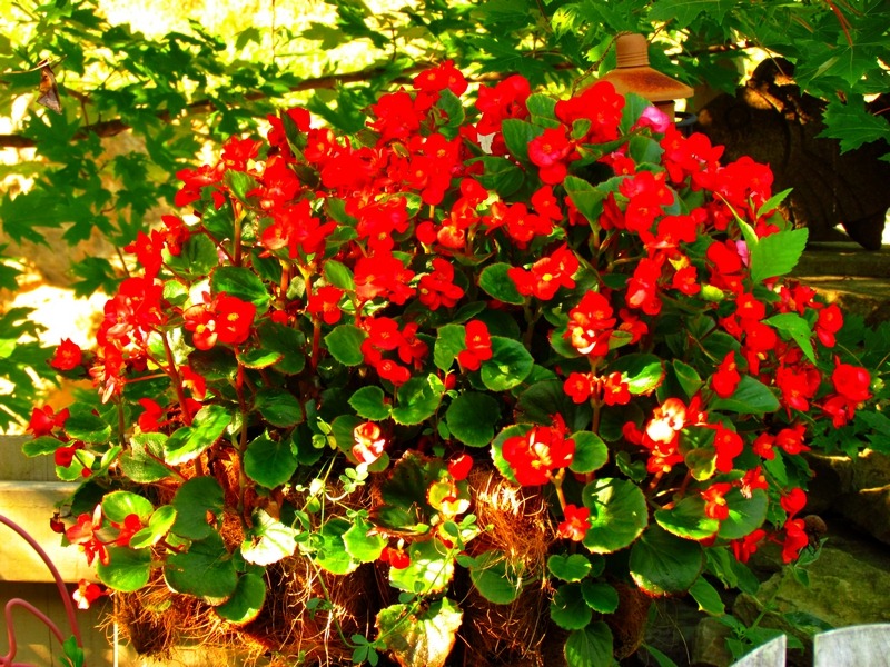 [gardena1_edited%255B9%255D.jpg]