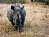 So... he came walking right at us! Apparently he had no interest in us at all though, and it was just a coincidence it was straight in our direction. :-S South Africa - 486.jpg