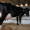 superleite2011_dia1507_95.JPG