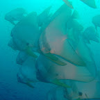 Batfish