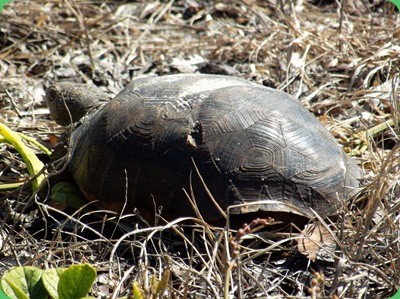 Barrier Island Center 045