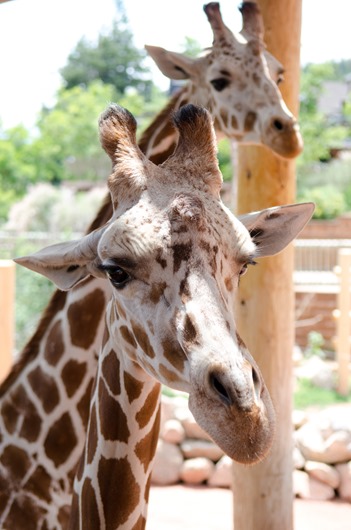 [zoo-8%255B6%255D.jpg]