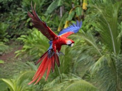 parrot-flying_97613-480x360