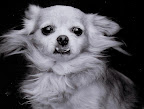 A Tribute to Pickles, Part 1