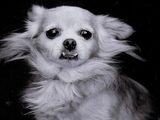 Pickles's under-bite was truly a site to behold!