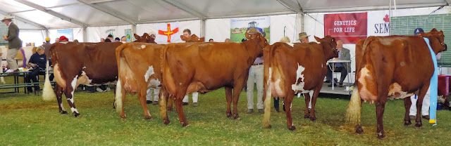 Cow over 6 in milk. IL & JA Mueller, Glenbrook Venus 19..jpg