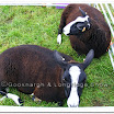 Sheep 012.jpg