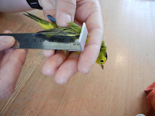 Researchers measuring a Wilson&rsquo;s warbler. Researchers have found that wing length of U.S. West Coast bird has been steadily increasing, and body mass has expanded as the climate has changed. P.R.B.O. / Conservation Science