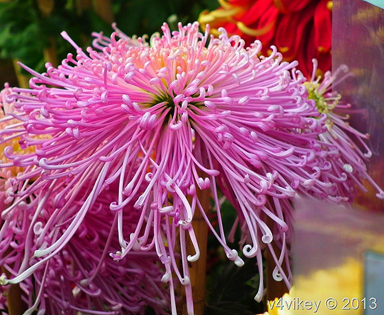 Chrysanthemum morifolium, Pink Flowers, Chrysanthemum flowers, Chrysanthemum photographs, flowers photography, PHOTOGRAPHY, nature, Life, gardening