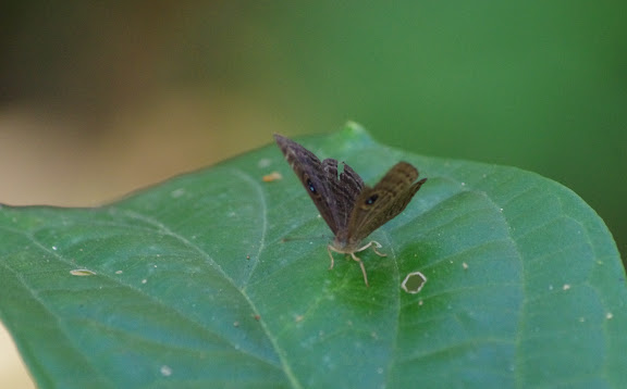 Mesosemia cippus HEWITSON, 1859. Patawa (Montagne de Kaw), 24 octobre 2012. Photo : J.-M. Gayman