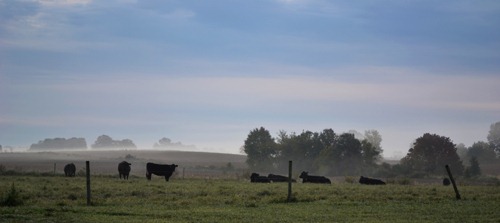[cows%2520in%2520the%2520mist%255B3%255D.jpg]