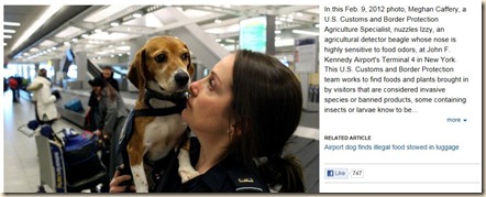 beagle security