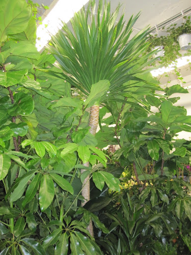 There are many exotic plants!