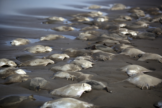 Stingray carcasses litter the shore of the Chachalacas beach near the town of Ursulo Galvan on Mexico's Gulf Coast, Tuesday, 16 July 2013. Mexican authorities are investigating the death of at least 250 stingrays. Ursulo Galvan Mayor Martin Verdejo says witnesses told authorities fishermen dumped the stingrays on the beach because they weren't able to get a good price for them. Chopped stingray wings are commonly served as snacks in Veracruz restaurants. Photo: Felix Marquez / AP