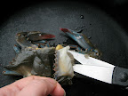 Cutting away the lungs from underneath the shell