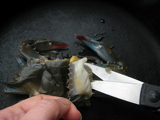 Cutting away the lungs from underneath the shell
