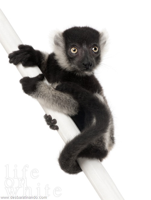 Young Black-and-white ruffed lemur (Varecia variegata subcincta) - (2 months old)