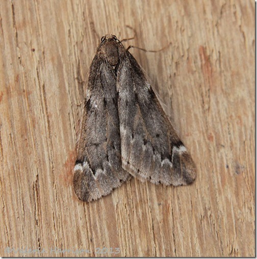 March-moth-1