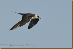 Parasitic Jaeger flight _ROT6548 NIKON D3S June 18, 2011