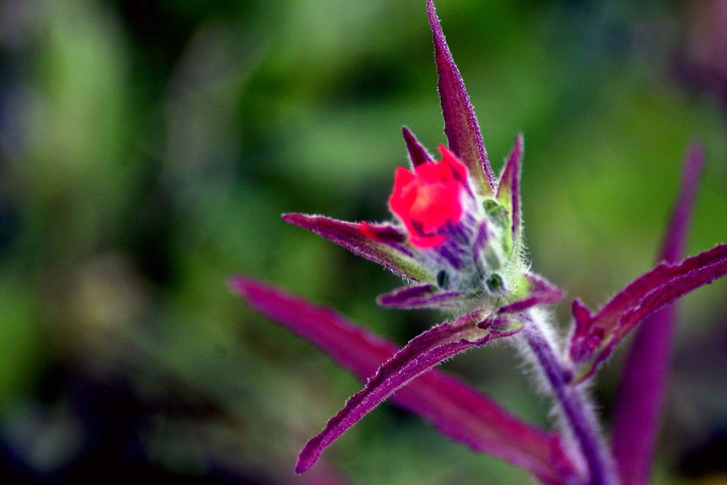 [flor%25204%255B3%255D.jpg]