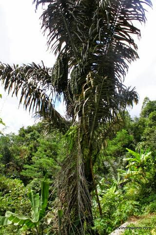arenga pinnata the source of palm sugar arenga pinnata the source of palm sugar