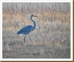 - GBH D7K_9049 November 18, 2011 NIKON D7000