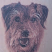 Terrier