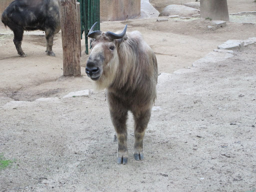 Click to view LA Zoo
