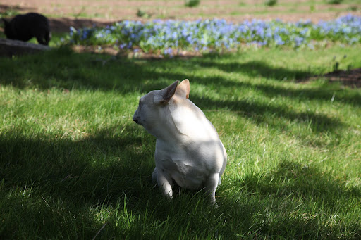 Francesca?  Oh, I guess the explorer in you has taken over!  I'll just enjoy this spot all by myself!