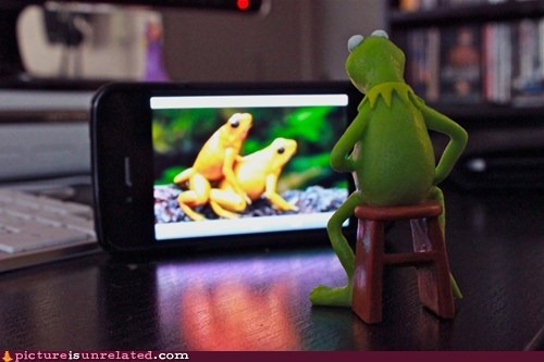 wtf-photos-videos-even-kermit-needs-to-relax2